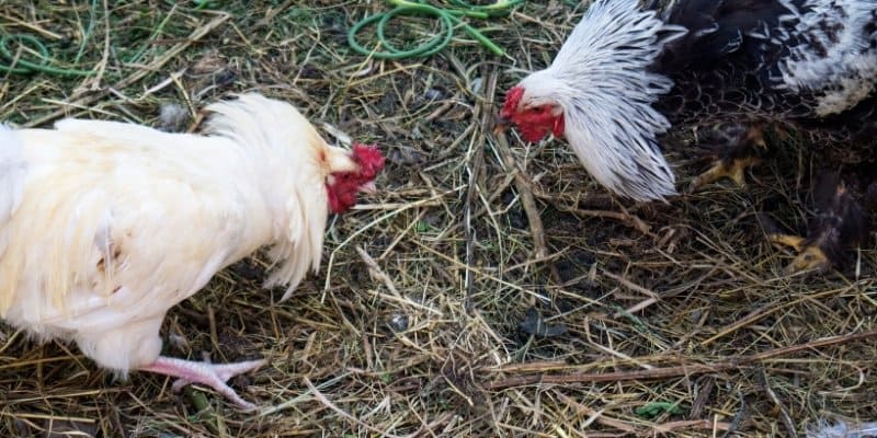  Đá gà Luck8 - Sân chơi của những sư kê tài ba