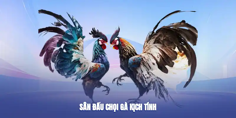 Sân đấu chọi gà kịch tính